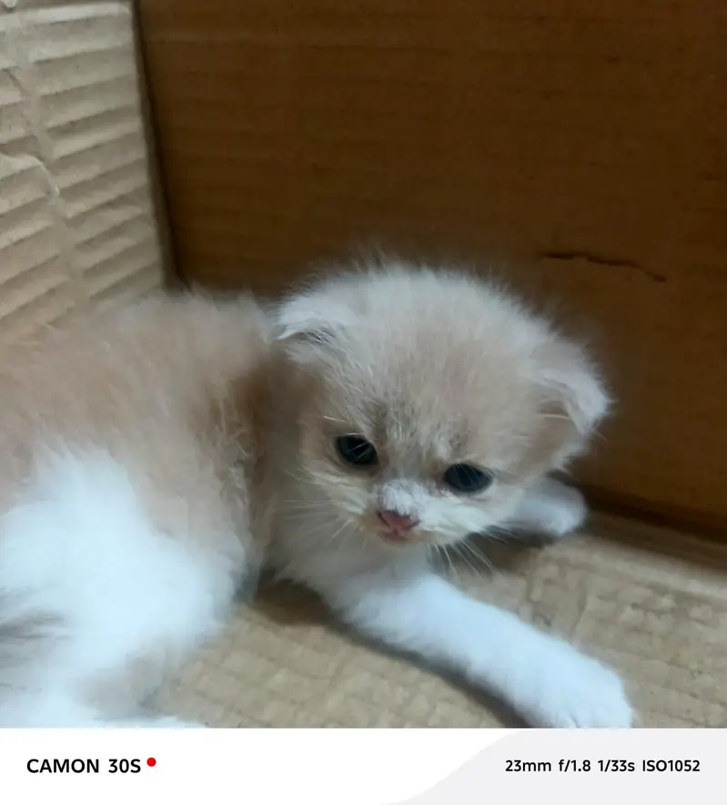 beautiful  cats sale -----03166961935----- — photo 2
