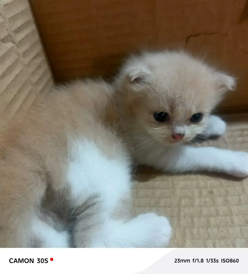 beautiful  cats sale -----03166961935----- — photo 3