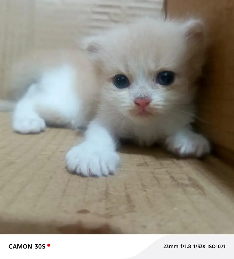 beautiful  cats sale -----03166961935----- — photo 4