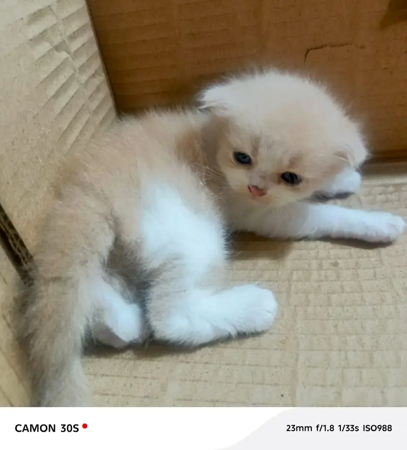 beautiful  cats sale -----03166961935----- — photo 5