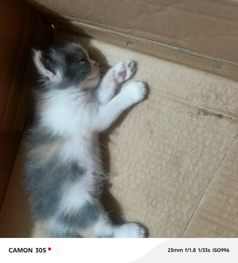 beautiful  cats sale -----03166961935----- — photo 6