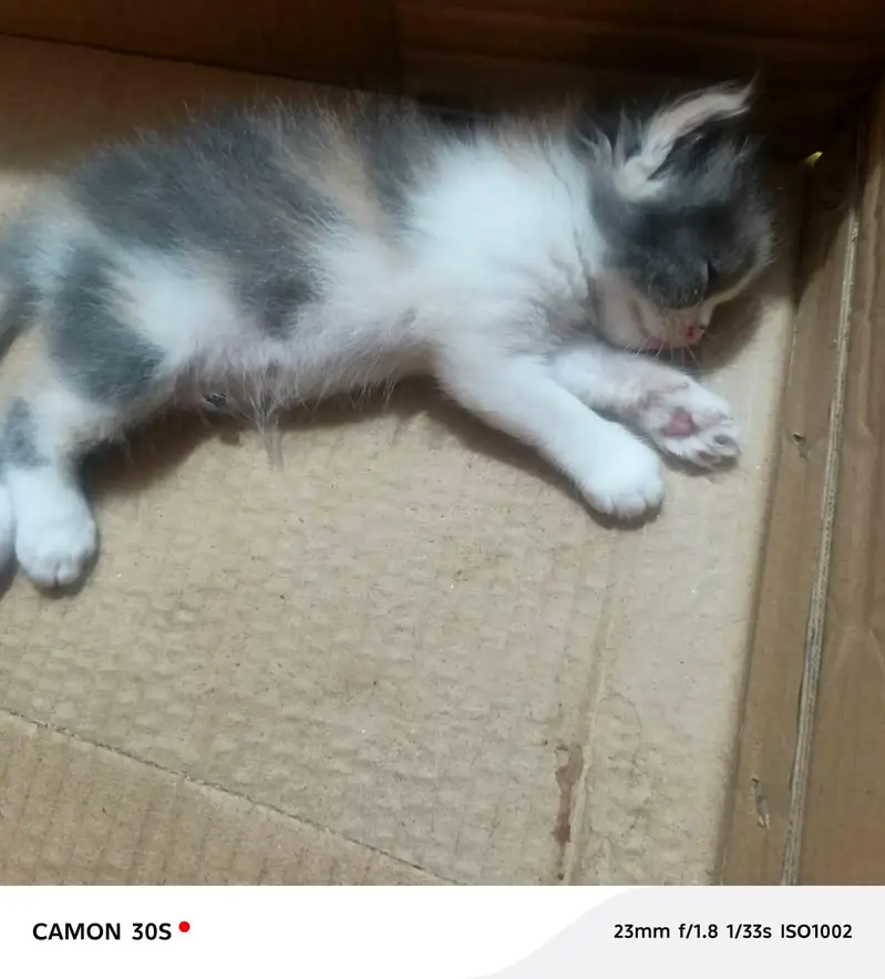 beautiful  cats sale -----03166961935----- — photo 7