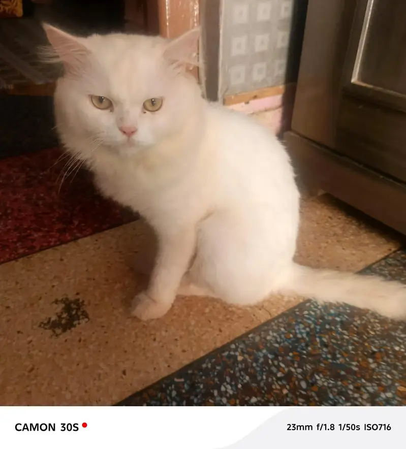 beautiful  cats sale -----03166961935----- — photo 8