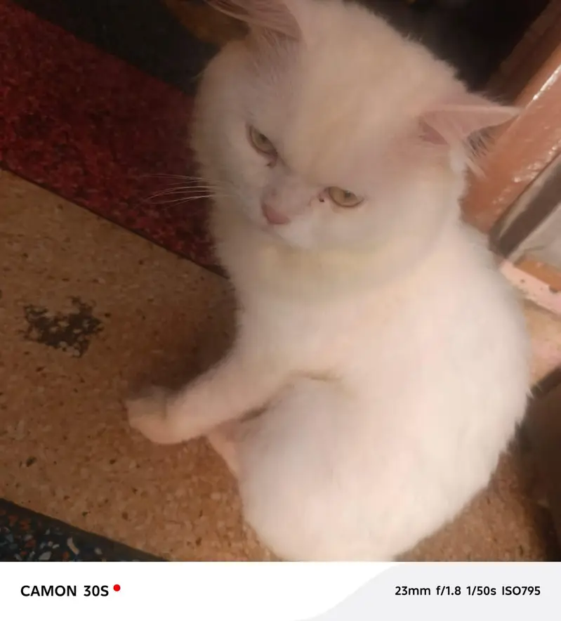 beautiful  cats sale -----03166961935----- — photo 9
