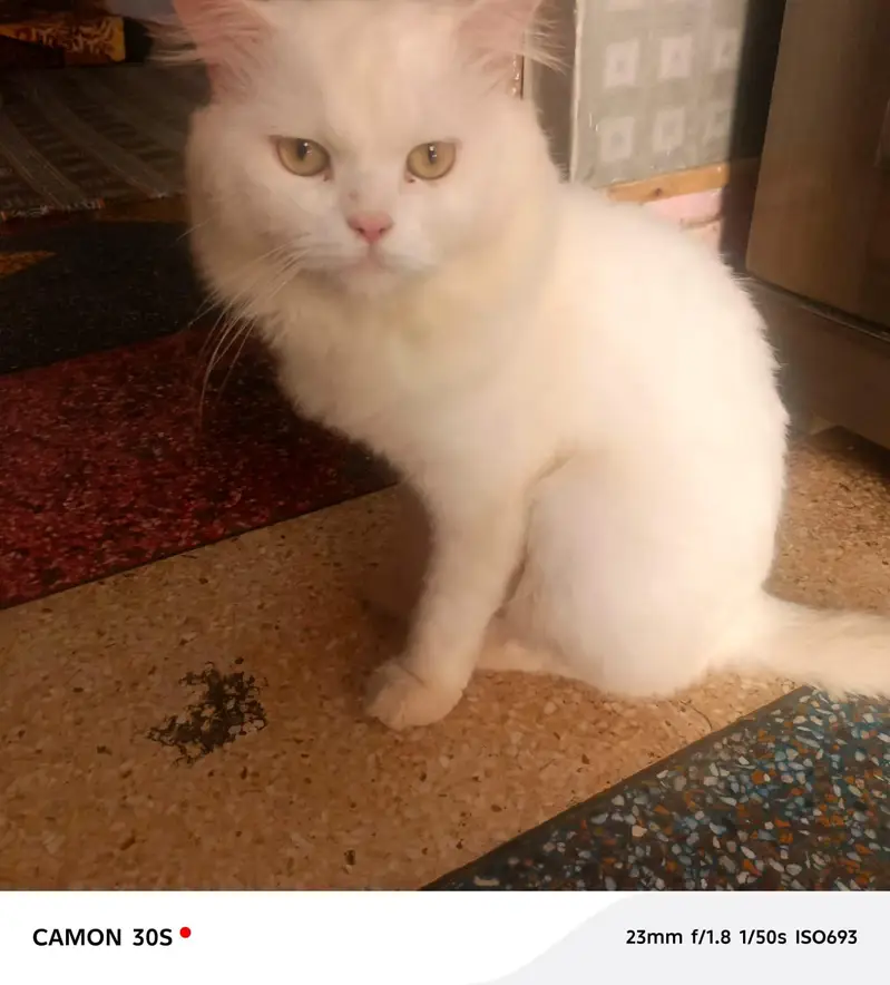beautiful  cats sale -----03166961935----- — photo 10
