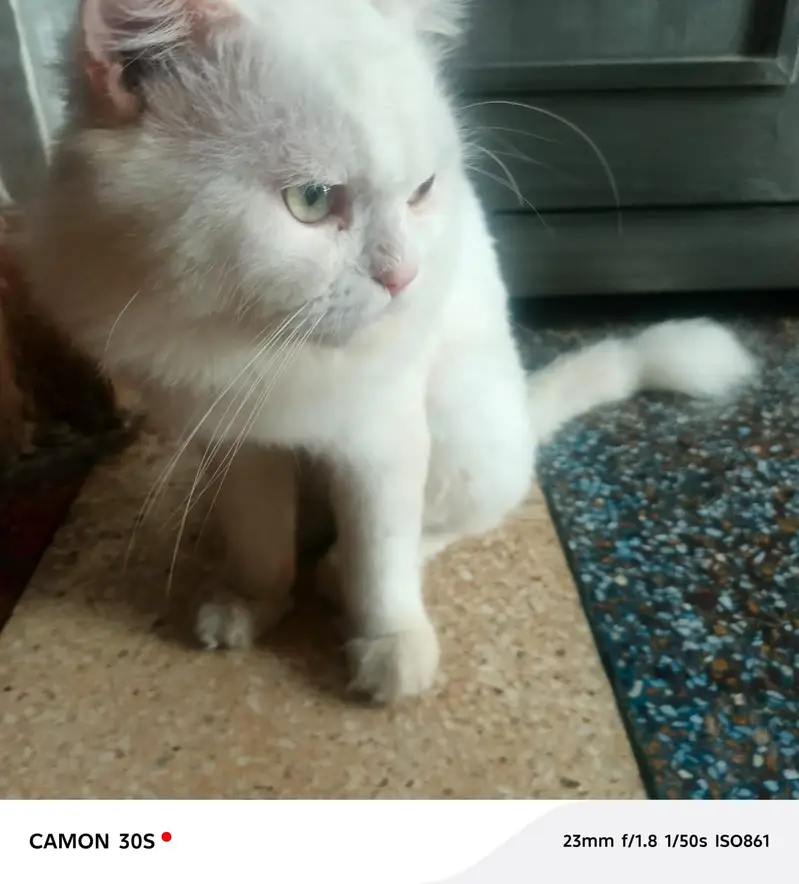 beautiful  cats sale -----03166961935----- — photo 11