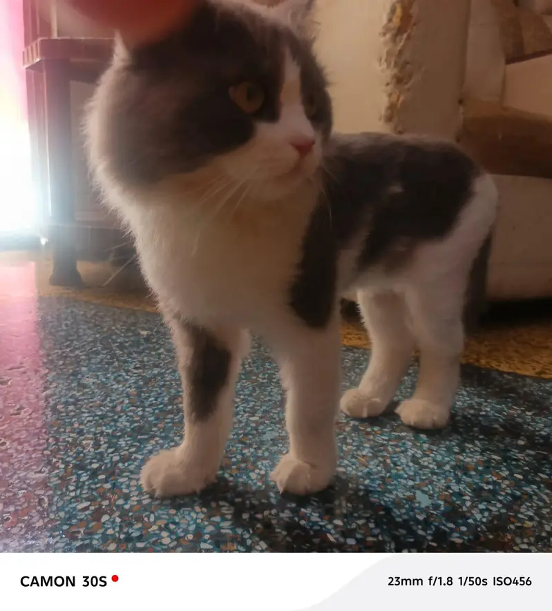 beautiful  cats sale -----03166961935----- — photo 12