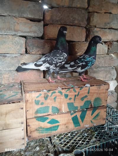 Rampuri breed