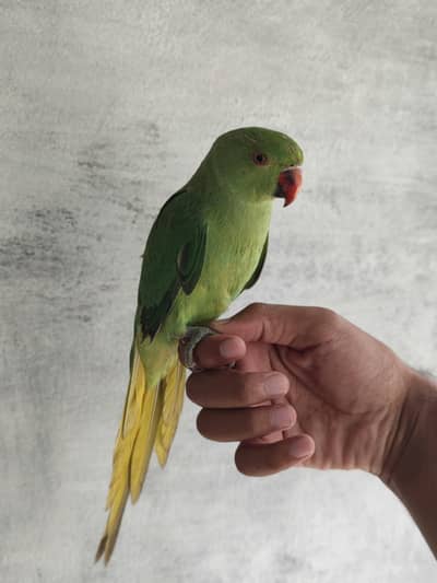 Fully hand tame pair for sale read full ad