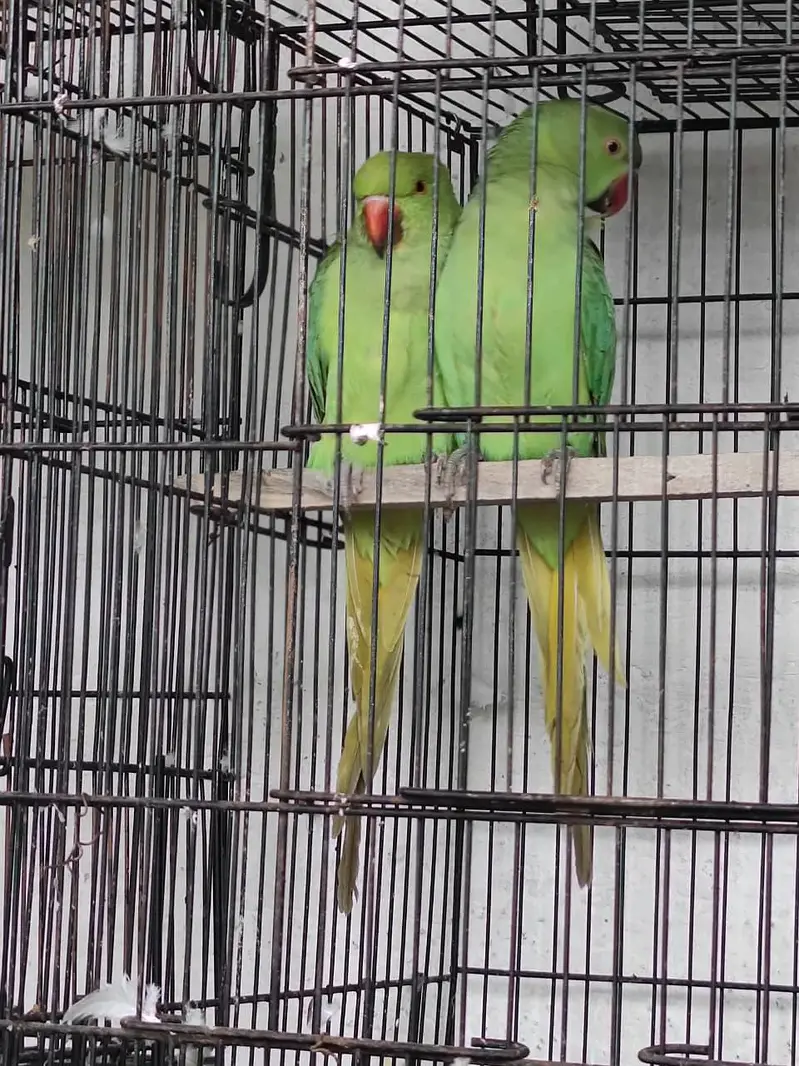 Fully hand tame pair for sale read full ad — photo 2