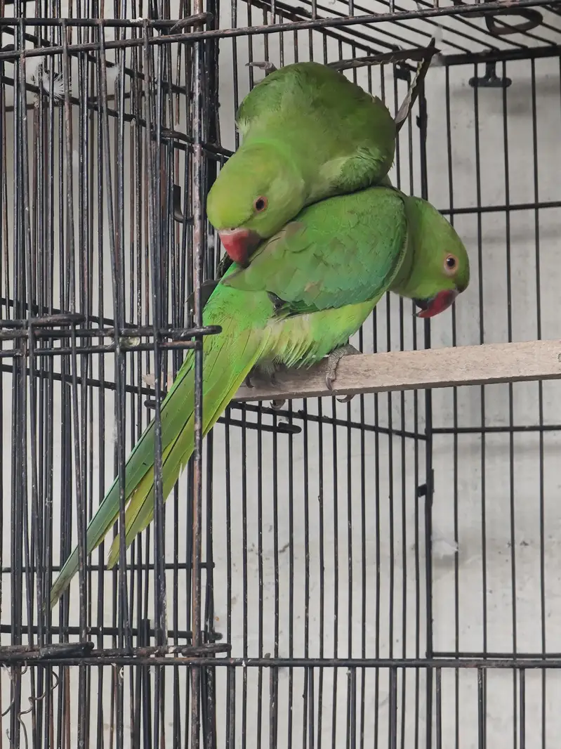 Fully hand tame pair for sale read full ad — photo 3