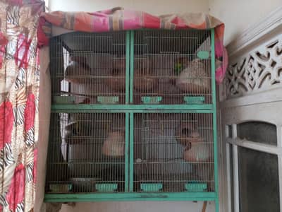 Cage and Love birds for sale