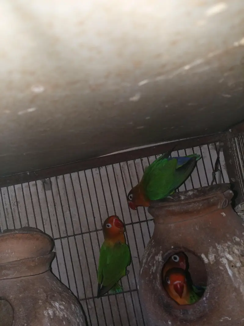 Cage and Love birds for sale — photo 2