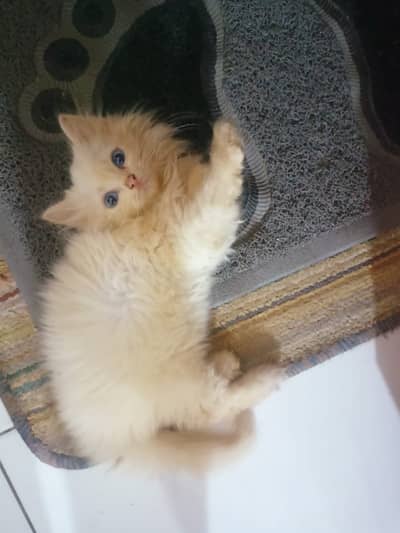 2 months male kitten triple coated