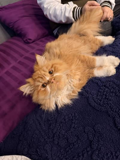 Very playful healthy cat