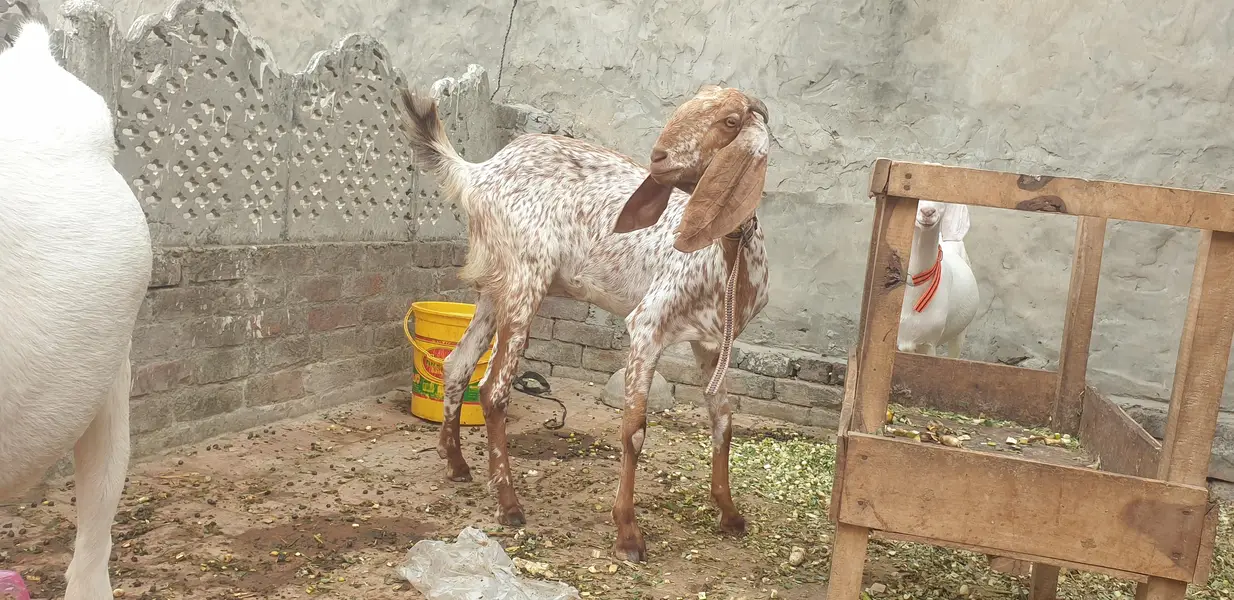 6 bakry 1 bkre 550000 — photo 2
