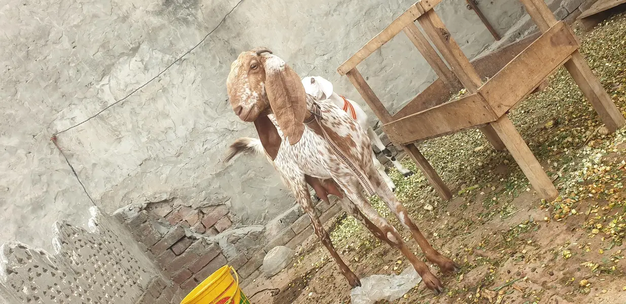 6 bakry 1 bkre 550000 — photo 4