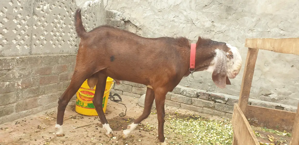 6 bakry 1 bkre 550000 — photo 12