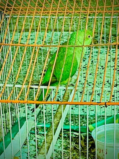 Green parrot