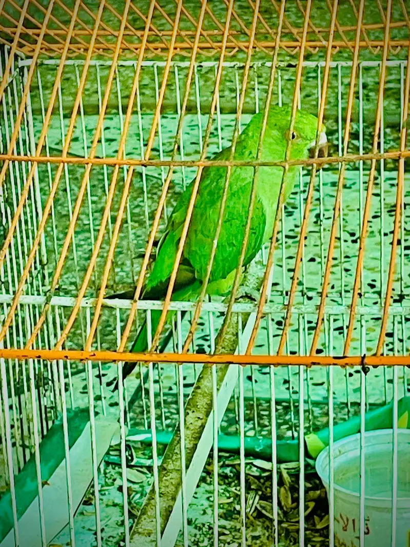 Green parrot — photo 2