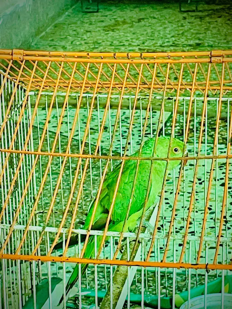 Green parrot — photo 3