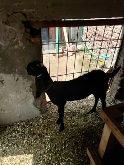 pure black ambertesri beatel female