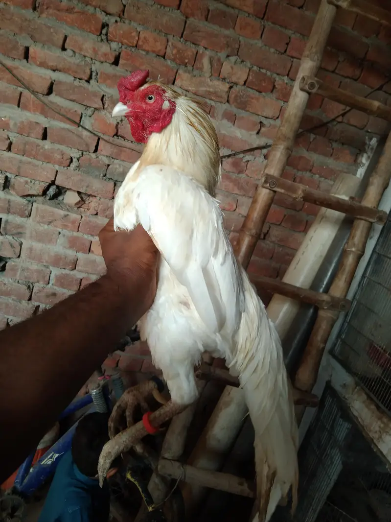 Amroha Heera aseel murga for sel — photo 2