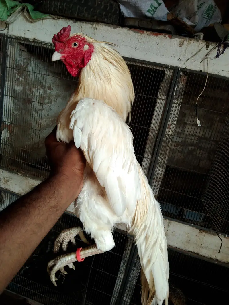 Amroha Heera aseel murga for sel — photo 3