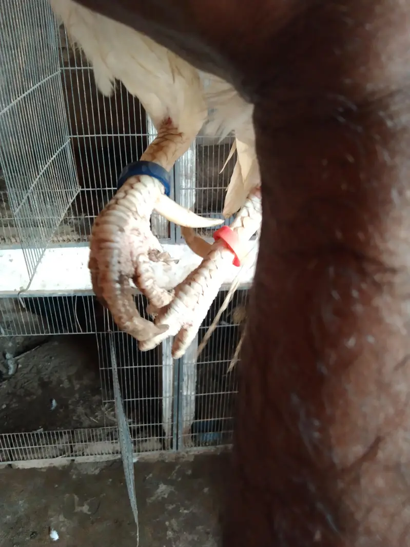 Amroha Heera aseel murga for sel — photo 4