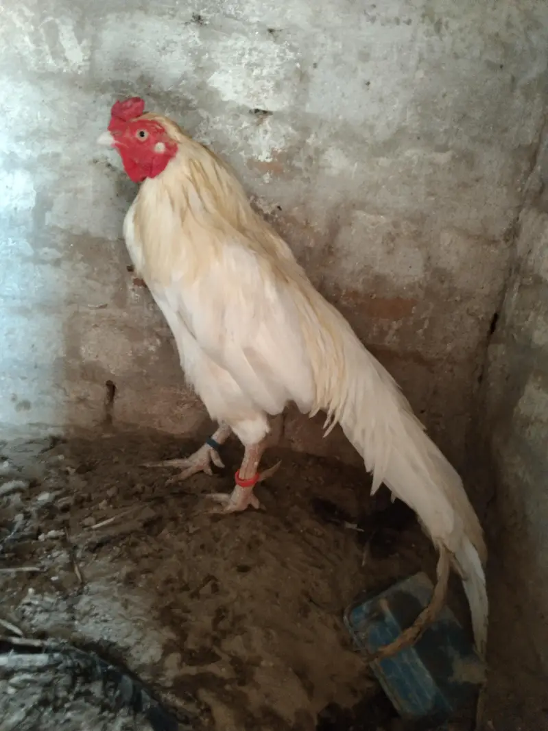 Amroha Heera aseel murga for sel — photo 5