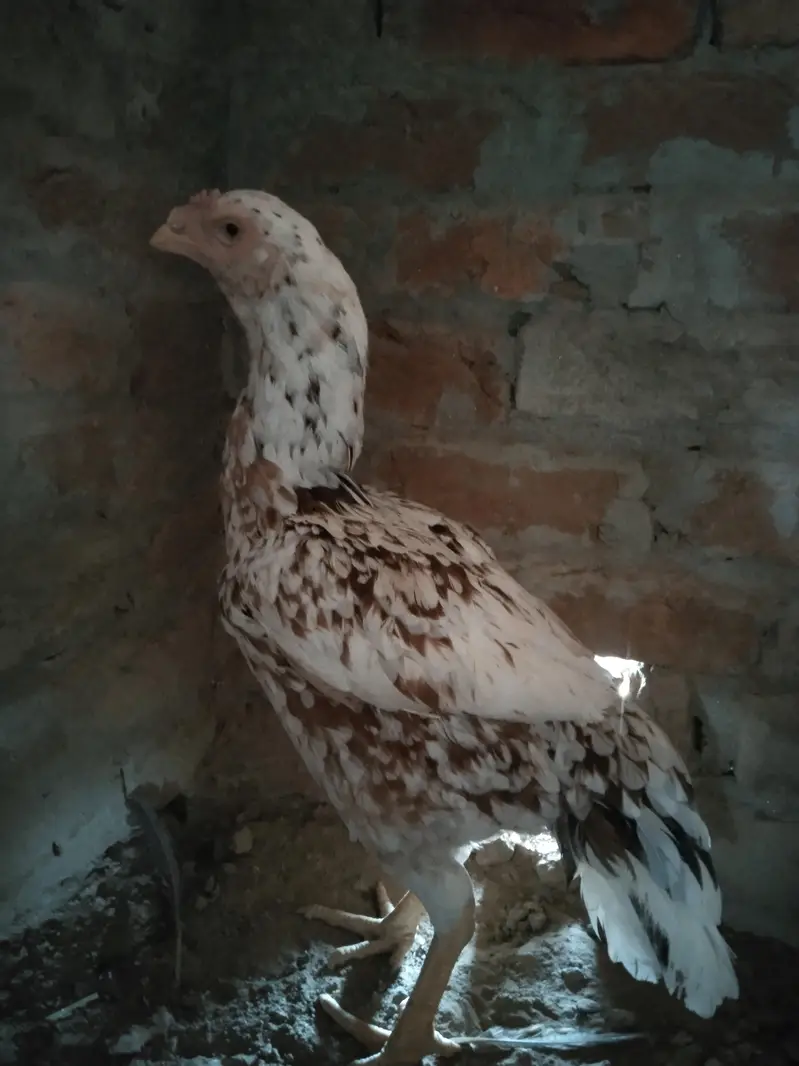 Amroha Heera aseel murga for sel — photo 6