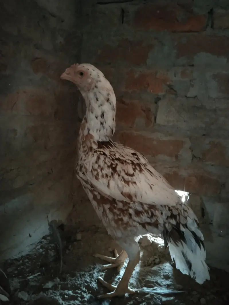 Amroha Heera aseel murga for sel — photo 7