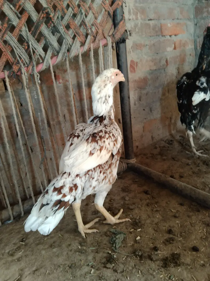 Amroha Heera aseel murga for sel — photo 8