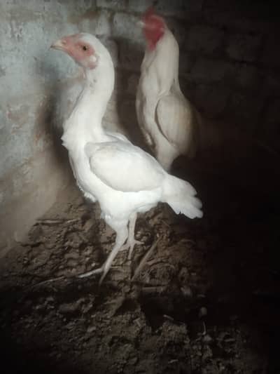 shamo Heera aseel murgi or Cheeni murgi for sel