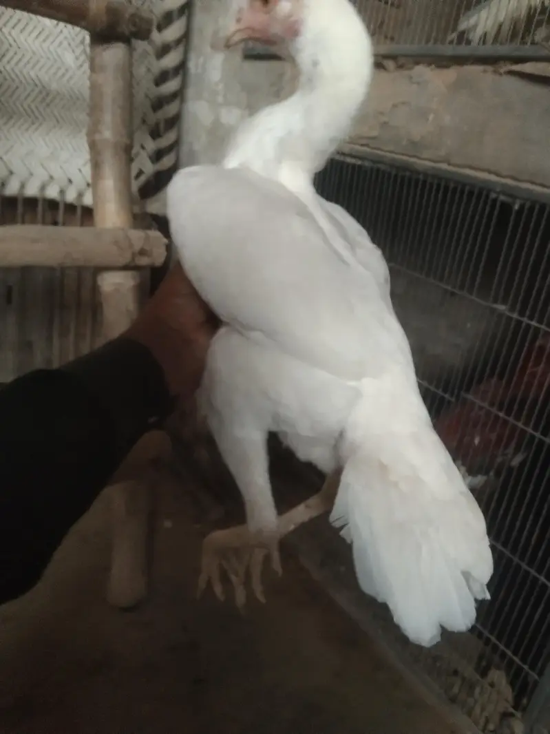 Amroha Heera aseel murga for sel — photo 12