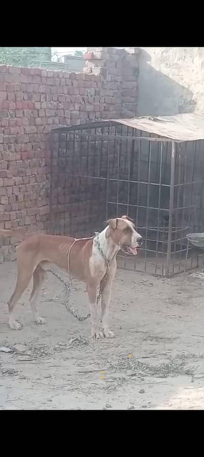 Bully dog for sale