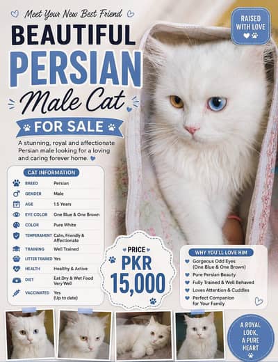 Persian male cat for sale