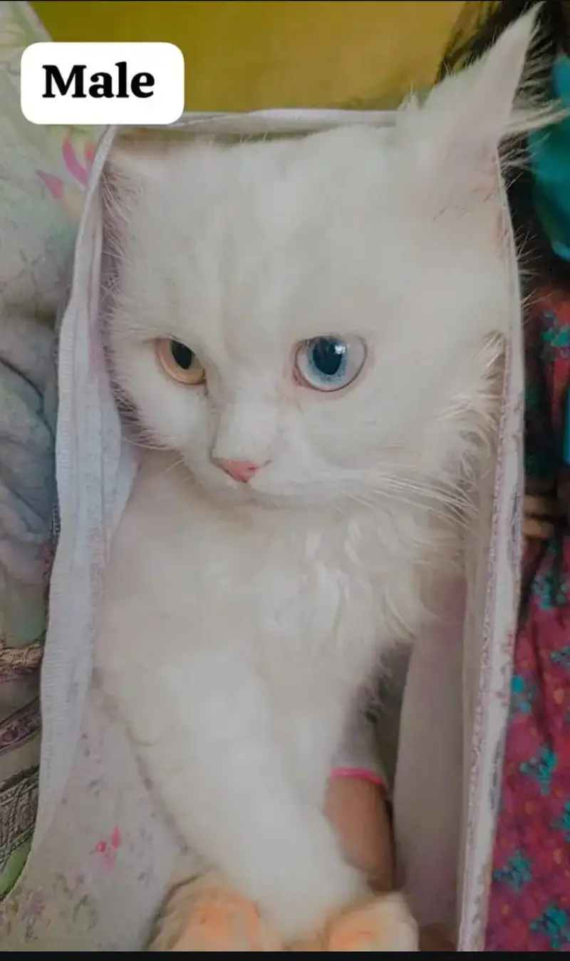 Persian male cat for sale — photo 3