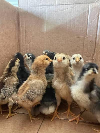 Australorp & Rir Chikes 03029596978