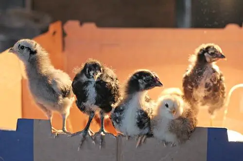Australorp & Rir Chikes 03029596978 — photo 2