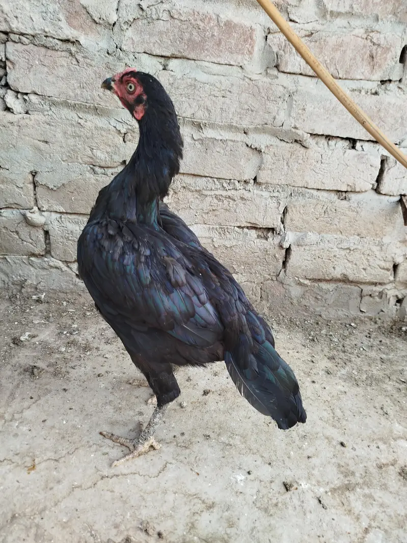 Aseel Lasani Hen 0303.8868142 — photo 2