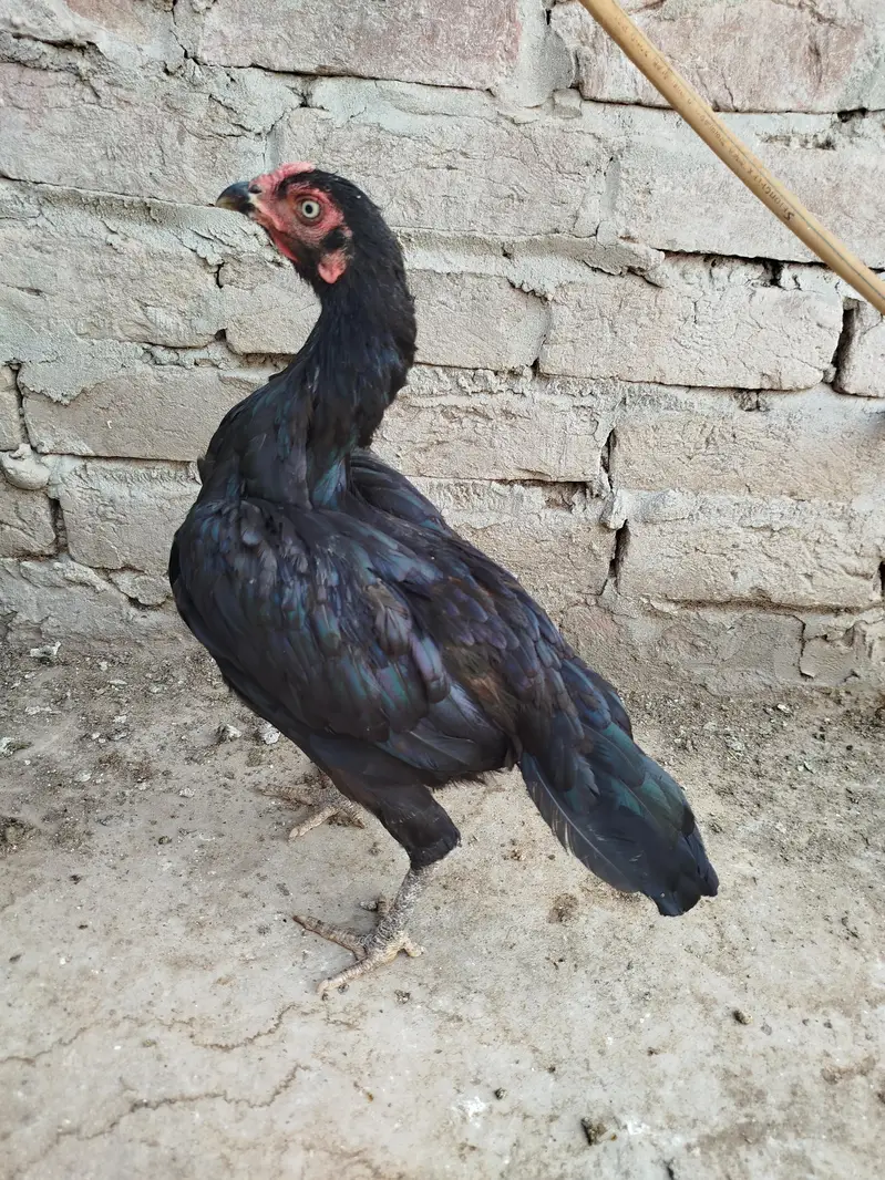 Aseel Lasani Hen 0303.8868142 — photo 3
