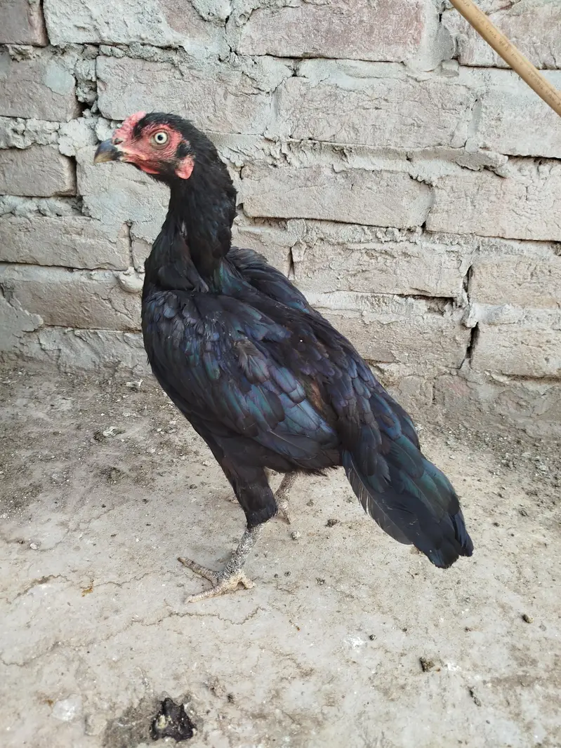 Aseel Lasani Hen 0303.8868142 — photo 4