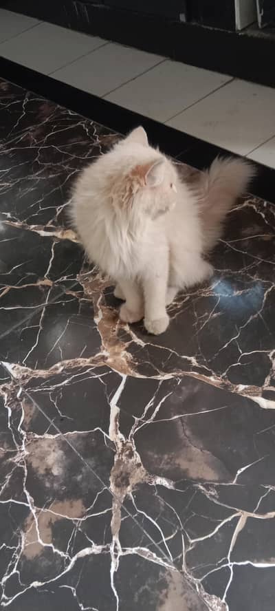 Persian cat