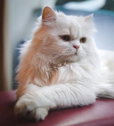 Persian Cat