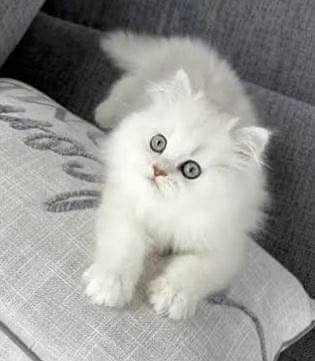 Persian Cat 1