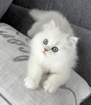 Persian Cat — photo 2