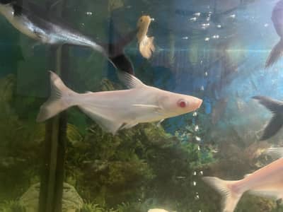 Bule line Shark White line Shark
