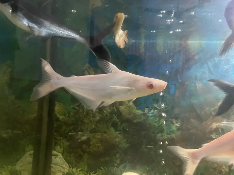 Bule line Shark White line Shark