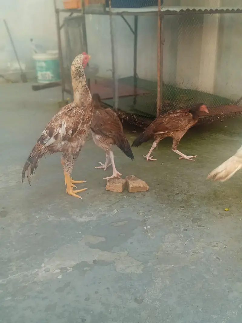 aseel mianwali — photo 6